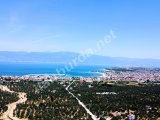 Burhaniye Taylıeli 289 m2 Etrafı Çitle Çevrili Satılık Bahçe