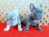 ANATOMİ HARİKASI BLUE TAN VE LİLAC TAN FRENCH BEBEKLER İZMİR